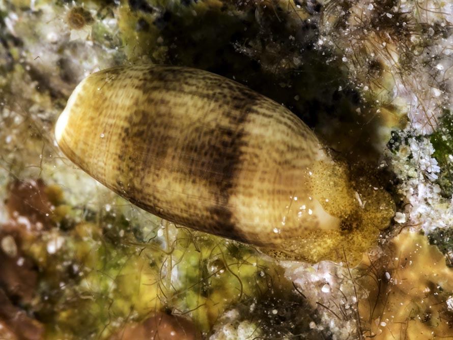 Mnestia villica